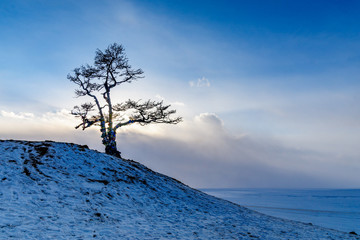 A lone pine, Baikal lake 