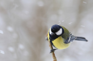 Tit sits on a branch during the snow with the wind ....