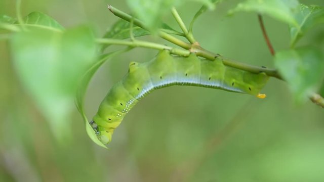 A large green worm is biting a leaf.