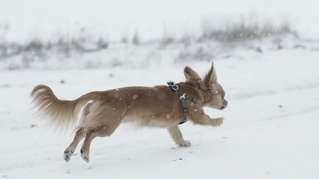 close up of long-haired chihuahua dog on a walk in a cold snowy day on the field