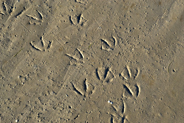 empreintes de mouettes en Baie de Somme, Le Crotoy, Picardie, Nord Pas de Calais, France