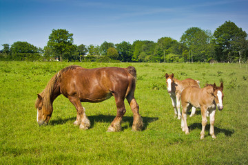 Fototapeta na wymiar Horses, mare with two foals