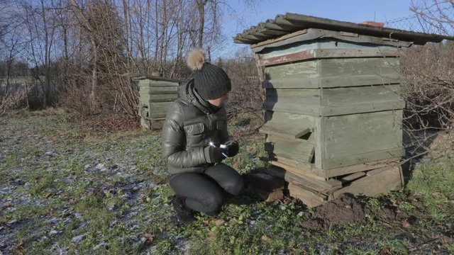 Female inspecting beehive before spring