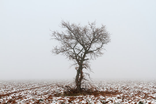 Roble, campo agrícola con nieve y niebla en invierno. Quercus.
