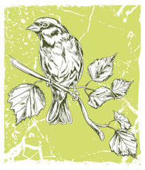 Sparrow - Hand drawn vector illustration of a songbird sitting on a branch