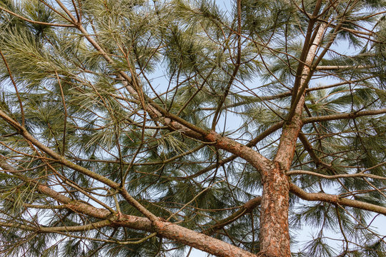 Pinus pinea. Pino piñonero en invierno con escarcha.
