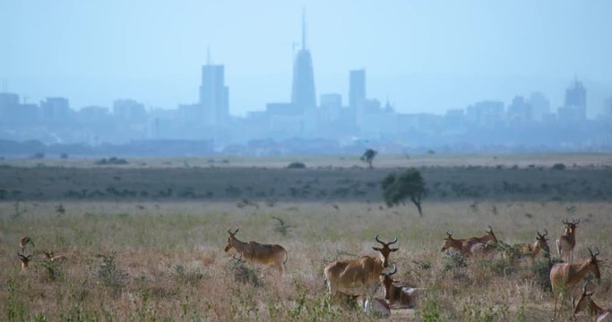 Herd Of Hartebeest & Nairobi City; National Park And Streets; Nairobi, Kenya, Africa