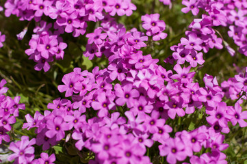 Obraz premium tappeto in pieno fioritura di oxalis arriculata