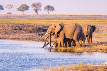 Group of African Elephants drinking water from Chobe River at sunset. Wildlife Safari and boat cruise in the Chobe National Park, Namibia Botswana border, Africa.