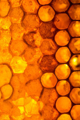 Fototapeta premium Close up studio shot of organic honey in a honey-comb.