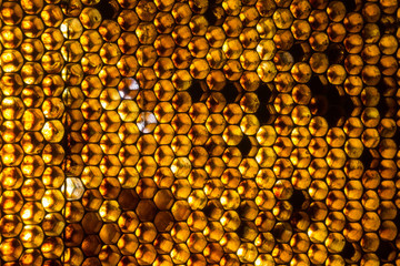 Close up studio shot of organic honey in a honey-comb.
