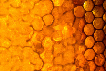Close up studio shot of organic honey in a honey-comb.