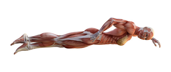 3D Rendering Female Anatomy Figure on White