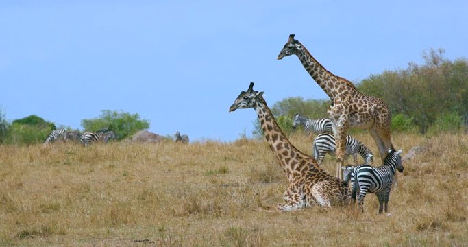 Maasai Giraffe & Burchell'S Zebras; Maasai Mara 5 Sept Pm; Maasai Mara, Kenya, Africa