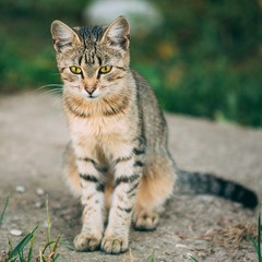 Lonely, Sad, Homeless Cute Tabby Gray Cat Kitten Pussycat