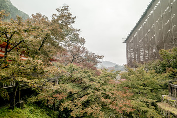Fototapeta na wymiar Red Autumn Japanese garden