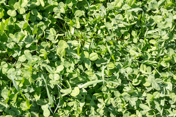 meadow overgrown with green clover in the spring Sunny day, the view from the top