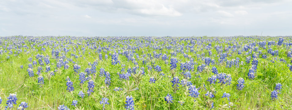 Fototapeta Panoramic view a Texas Bluebonnet filed and blue sky background in Ennis, Texas, USA. Bright colorful blanket of Texas wildflowers blooming in Ennis, Texas, USA.