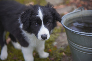 puppy border collie in autumn