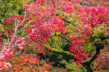 Red Autumn Japanese garden