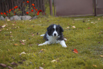 Naklejka na ściany i meble puppy border collie in autumn lying