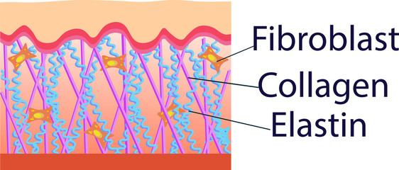 Vector illustration of structure cells with collagen, elastin and fibroblast
