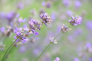 Lavender flower in full bloom