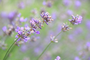 Lavender flower in full bloom