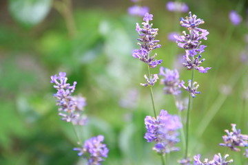 Lavender flower in full bloom