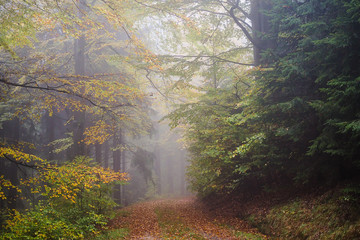 Herbstlicher Mischwald im Nebel