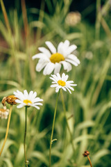 Obraz premium Meadow Daisy Flower at Sunny Day on Blurred Background.