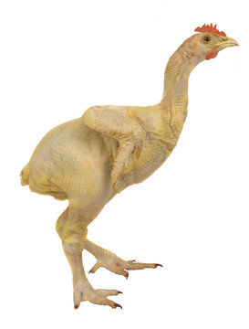 hen without featherson