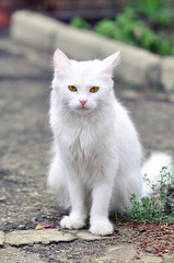 Naklejka na ściany i meble white cat with yellow eyes