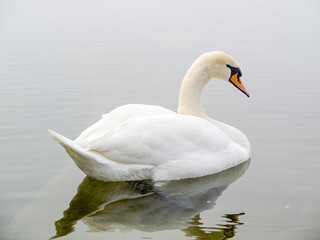 Plakat swan in the lake, Lake Maggiore, Ispra, Varese, Lombardy, Italy
