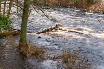Flooded river raging over the landscape, cascading over trees. Icicles forming on branches in the cold weather. The river Morrumsan in southern Sweden.