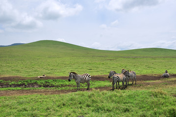 Fototapeta premium Zebras in Ngorongoro, Tanzania, Africa
