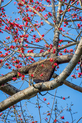Beehive aka bee house on the tree