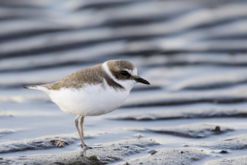 シロチドリ(Kentish plover)