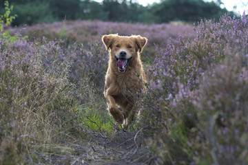 Golden Retriever is running in the flowering heather with a happy face.