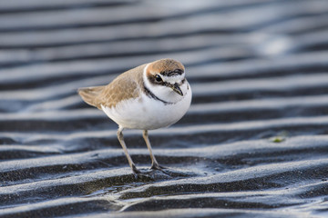 シロチドリ(Kentish plover)