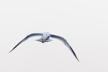 Fototapeta premium ズグロカモメ飛翔(Saunders's gull)