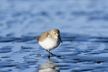 ハマシギ(dunlin)