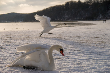 Łabędzie na plaży pokrytej śniegiem © Waldek Pietrzak
