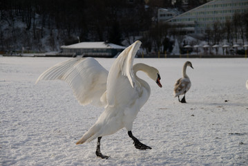 Łabędzie na plaży pokrytej śniegiem © Waldek Pietrzak