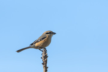 モズ雄(Bull-headed shrike)