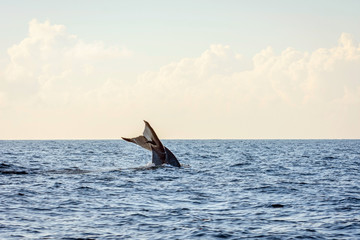 Naklejka premium Blue whale tail
