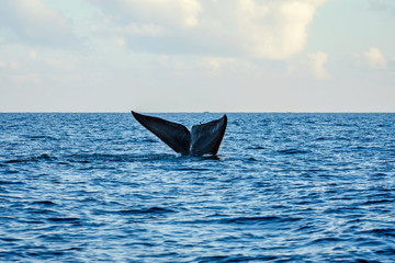 Fototapeta premium Blue whale tail