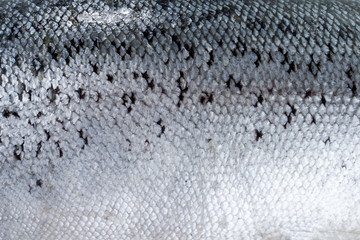 Textur von Fischschuppen (Lachs).