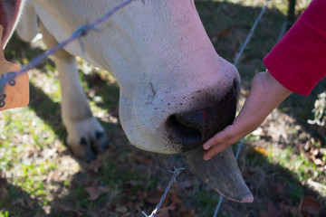 Brahma Cow eating from child's hand