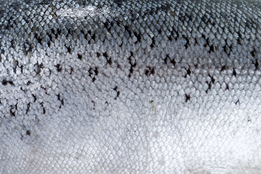 Texture of fish scales (salmon).